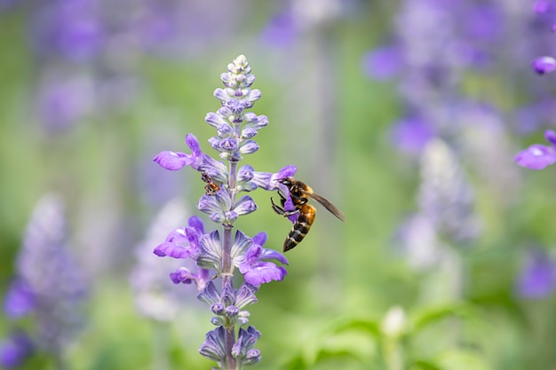 Biene auf purpurroten Blumen oder Lavandula Angustifolia im Garten