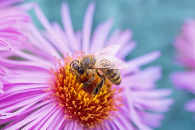 Biene auf rosa Blumen schließen oben