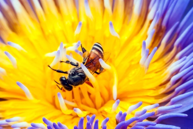 Biene auf schöner Lotusblume.