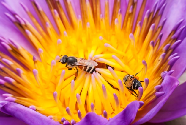 Biene auf schöner Lotusblume.