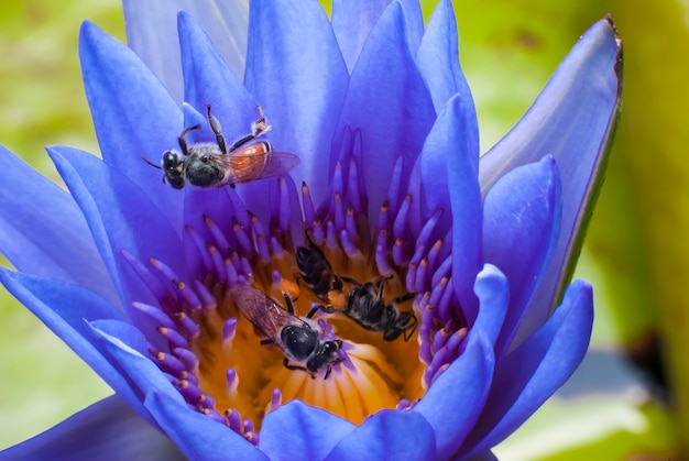 Biene auf schöner Lotusblume.