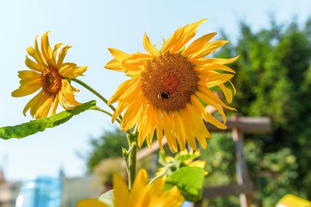 Biene auf Sonnenblume, Bestäubung von Pflanzen