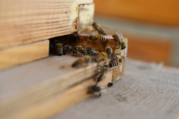 Biene auf Waben mit Honigscheiben Nektar in Zellen