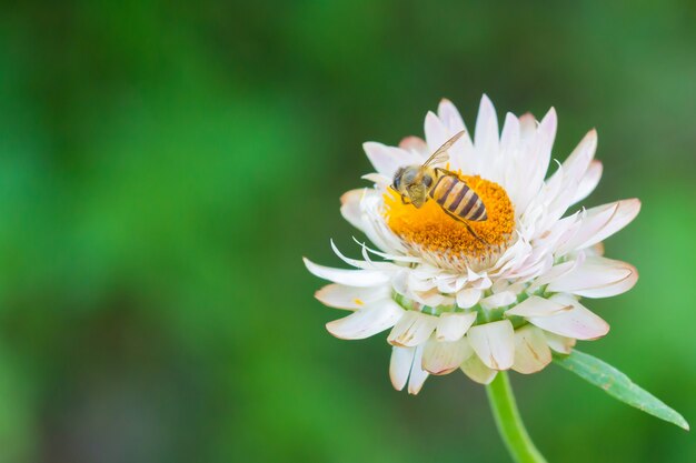 Biene auf weiße Blume