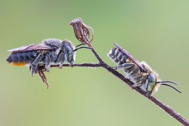 Foto biene auf zweigen auf grünem hintergrund