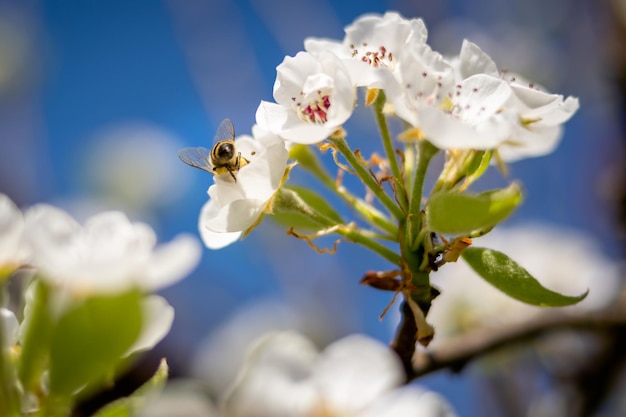 Biene bestäubt an einem sonnigen Tag weiße Apfelblüten