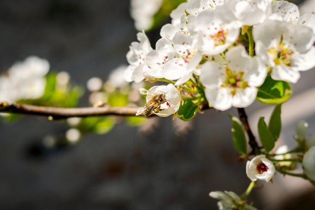 Biene bestäubt an einem sonnigen Tag weiße Apfelblüten