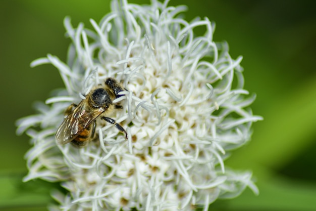 Biene bestäubt Blüte im Sommergarten