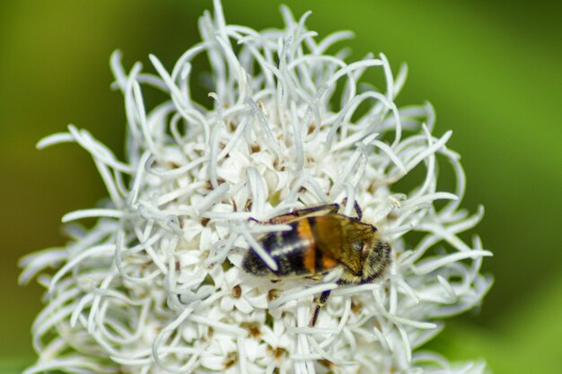 Biene bestäubt Blüte im Sommergarten