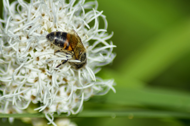 Biene bestäubt Blüte im Sommergarten