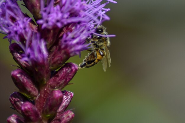 Biene bestäubt Blüte im Sommergarten