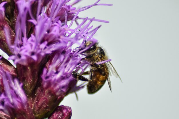 Biene bestäubt Blüte im Sommergarten