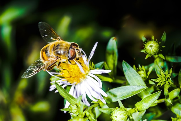 Biene bestäubt Blume Erigeron im Botanischen Garten, Hintergrundmakrofoto