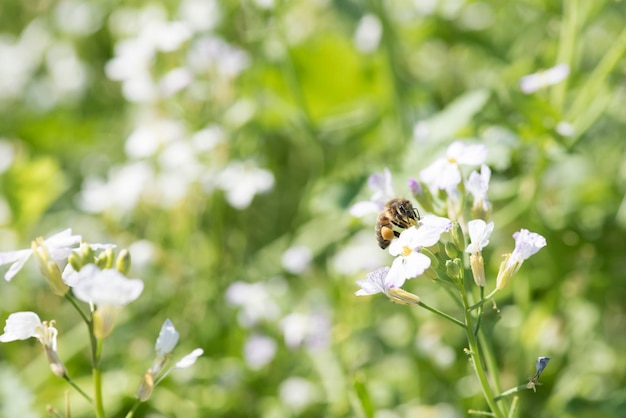 Biene bestäubt Blumen in einem Honigfeld