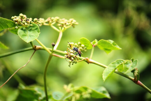 Biene bestäubt die Grasblume in der Wiese und im Garten