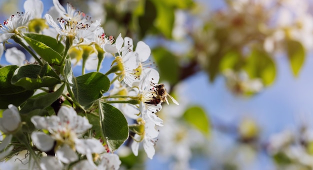 Biene bestäubt eine blühende Blume im Frühjahr in der Nähe