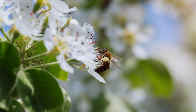 Biene bestäubt eine blühende Blume im Frühjahr in der Nähe