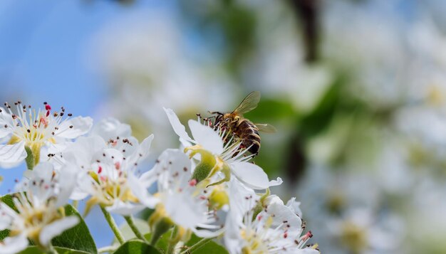 Biene bestäubt eine blühende Blume im Frühjahr in der Nähe