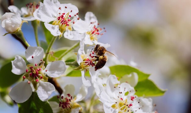 Biene bestäubt eine blühende Blume im Frühjahr in der Nähe