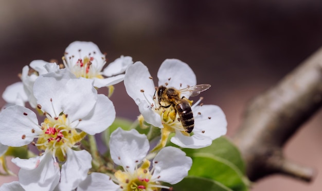 Biene bestäubt eine blühende Blume im Frühjahr in der Nähe