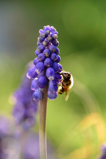 Biene bestäubt eine Blume