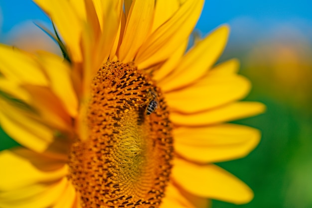 Biene bestäubt eine Sonnenblumenblume im Sommer auf dem Gebiet.