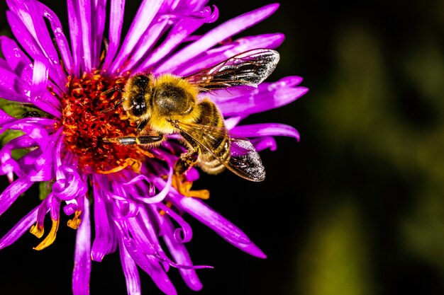 Biene bestäubt Pyrethrum im Garten, Hintergrundmakrofoto