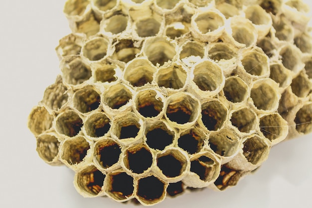 Biene Bienenstock Honig