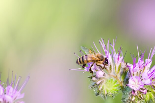 Biene, die auf dem Kopienraum der violetten Blume sitzt