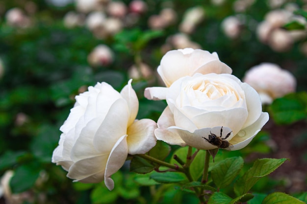 Biene, die auf einer schönen weißen Rose steht.