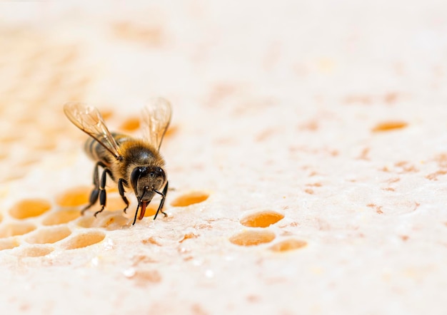Foto biene, die honig mit ihrer zunge auf waben isst