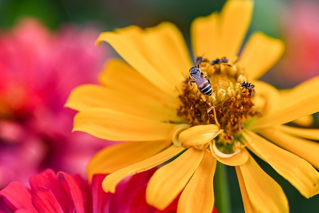 Biene, die magentarote oder gelbe farbige Blume des Zinnias bestäubt.