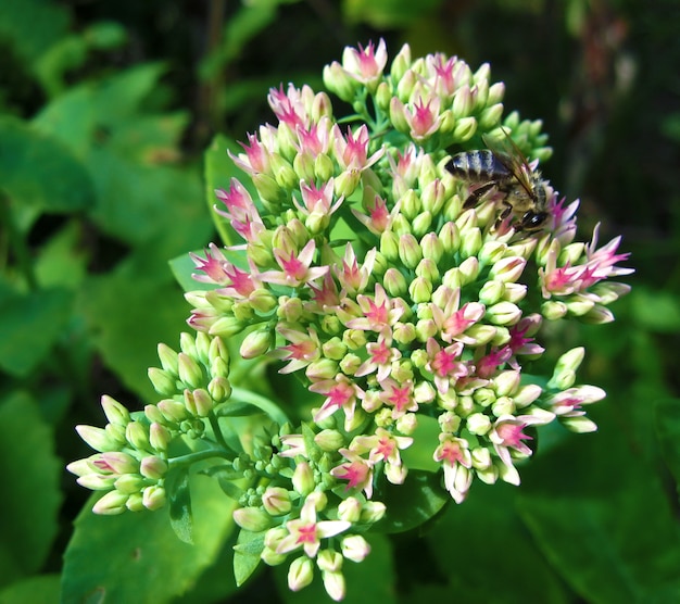 Biene, die Nektar auf den Sedum-Blumen sammelt