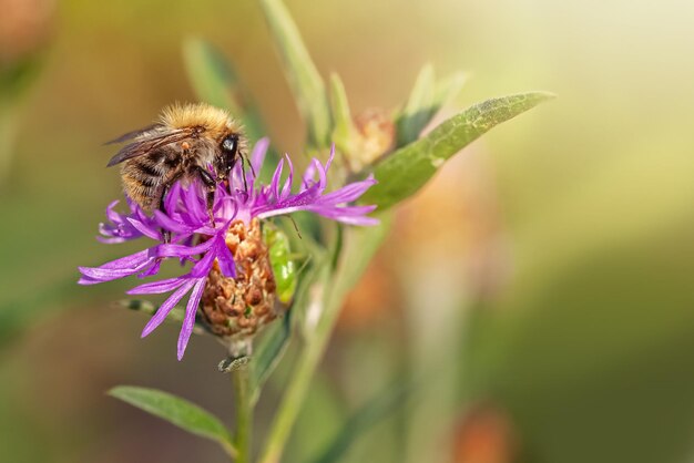 Biene, die Nektar auf der purpurroten Blume der Kornblumennahaufnahme sammelt