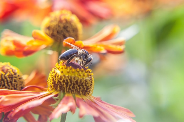 Biene, die Nektar von einer Blume trinkt