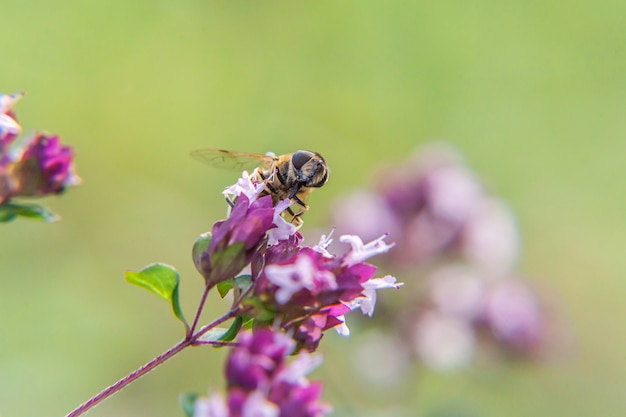 Biene, die Nektar von einer Blume trinkt