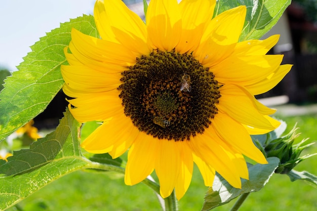 Biene, die Pollen vom Sonnenblumenkopf in der Natur sammelt. Foto in hoher Qualität