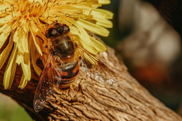 Biene, die Pollen von einer Löwenzahnblume nimmt