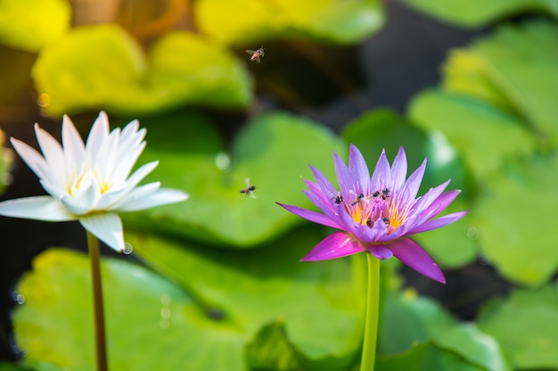 Foto biene fliegt auf lutusbecken