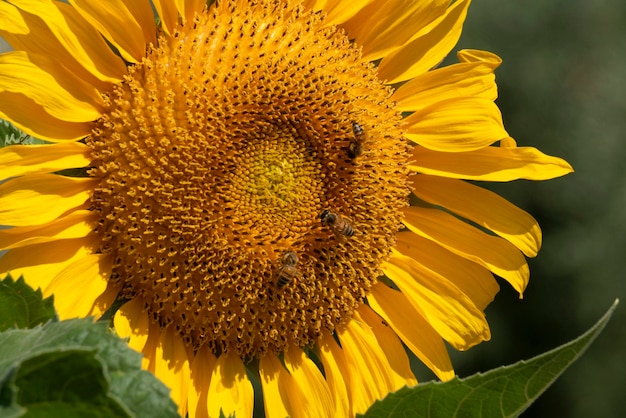Biene fliegt auf Sonnenblume Detail hautnah