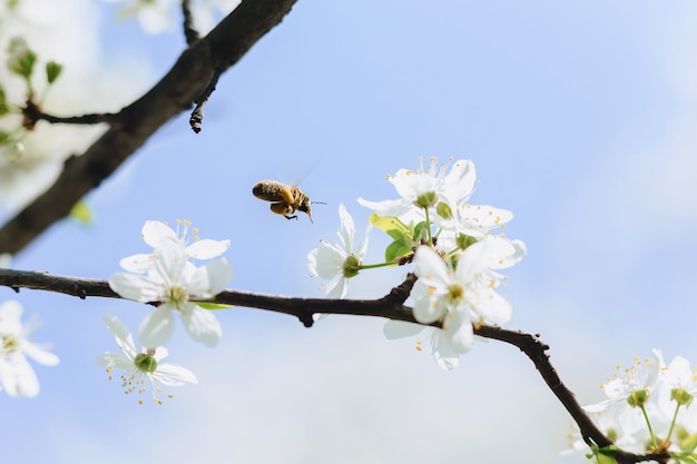 Biene fliegt über Kirsche oder Apfelblüte