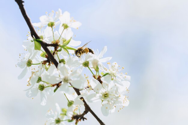 Biene fliegt über Kirsche oder Apfelblüte