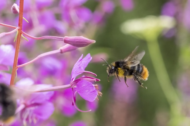 Biene fliegt zu rosa Blume in Dolomiten