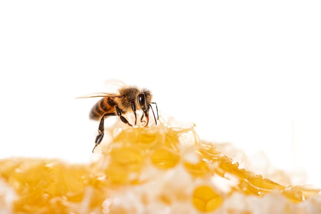 Biene frisst Honig mit der Zunge Blick durch Wabenstücke