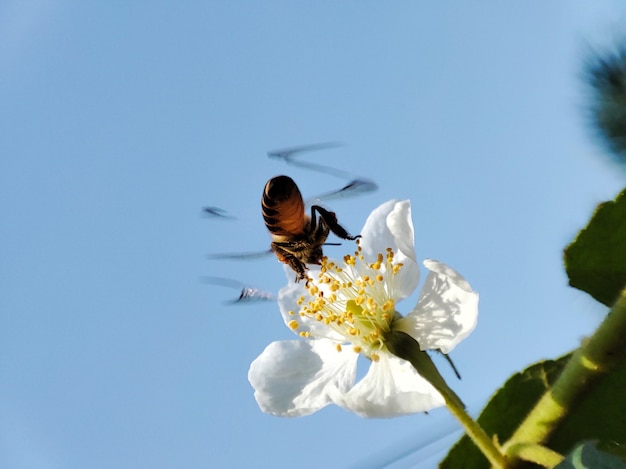 Biene hockt auf der Staubblattblume