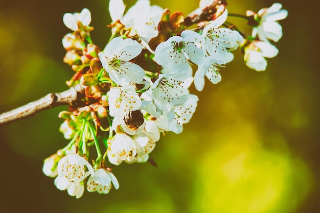 Biene in Sakura oder Kirschbaum weiße Blumen blühen im Frühling auf natürlichem grünem Hintergrund