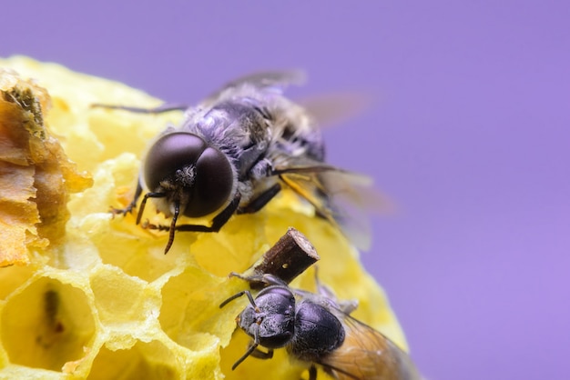 Biene kümmert sich um Waben