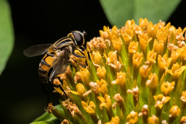 Biene mit orangen Blüten