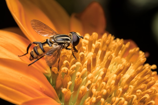 Biene mit orangen Blüten