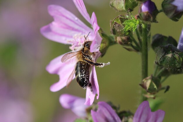 Biene mit Pollen auf einer Blume.